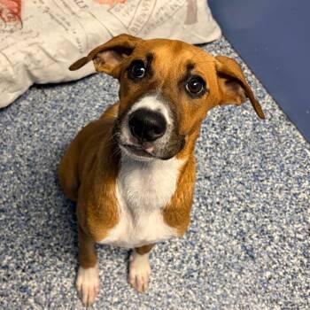 Baxter -  Hound and Mixed Breed Dog for Adoption in Belleville, Illinois - Baxter | PetCurious