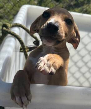 Hound and Mixed Breed Dogs Available for Adoption in Conway, South Carolina - Vanity Smurf | PetCurious