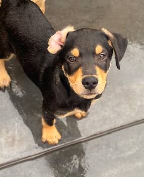 Rescue Doberman Pinscher Dogs for Adoption in Los Angeles, California - Trish | PetCurious