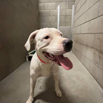 flan -  Pit Bull Terrier and Mixed Breed Dog for Adoption in Yuma, Arizona - Flan | PetCurious