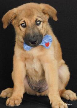 Burger King -  German Shepherd Dog Dog for Adoption in Newland, North Carolina - Burger King | PetCurious