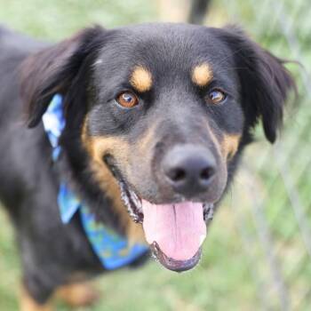 GAMBIT -  Rottweiler Dog for Adoption in San Antonio, Texas - GAMBIT | PetCurious