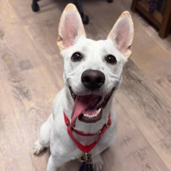 Alma -  Husky and Pit Bull Terrier Dog for Adoption in Durango, Colorado - Alma | PetCurious