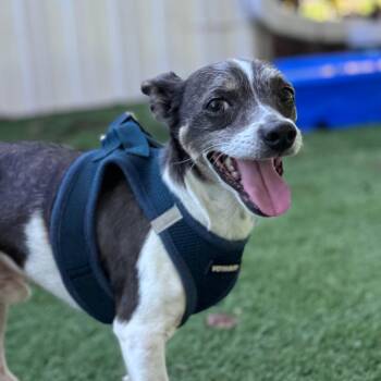 Rick -  Terrier and Mixed Breed Dog for Adoption in Lake Panasoffkee, Florida - Rick | PetCurious