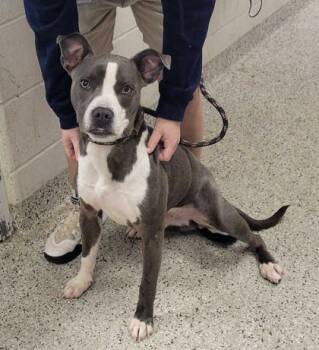 Onni -  Pit Bull Terrier and Mixed Breed Dog for Adoption in Kansas City, Missouri - Onni | PetCurious