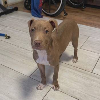 Pit Bull Terrier Dogs Available for Adoption - Polly | PetCurious