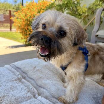 Chewy -  Shih Tzu Dog for Adoption in Modesto, California - Chewy | PetCurious