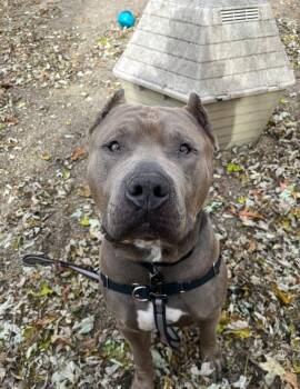 Rescue American Bully Dogs for Adoption in Austintown, Ohio - Waldo | PetCurious