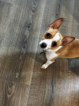 QUIRK -  Chihuahua Dog for Adoption in Coquitlam, British Columbia - QUIRK | PetCurious