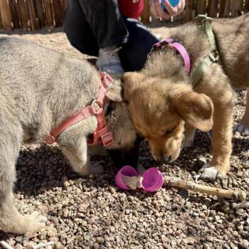 Shepherd Dogs Available for Adoption in Fort Collins, Colorado - Jasper | PetCurious