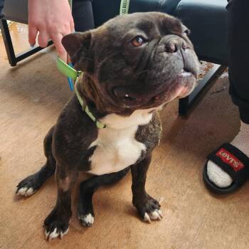 French Bulldog Dogs Available for Adoption in Huber Heights, Ohio - Bohdi | PetCurious