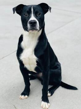 AC- 4470 "Ferb" -  Labrador Retriever and Border Collie Dog Available for Adoption in Conyers, Georgia - AC- 4470 "Ferb" | PetCurious