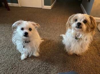 Mama Mia *IN FOSTER* -  Terrier and Mixed Breed Dog for Adoption in Harbor Springs, Michigan - Mama Mia *IN FOSTER* | PetCurious