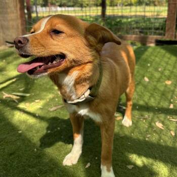Rebecca -  Chihuahua Dog for Adoption in Sonoma, California - Rebecca | PetCurious