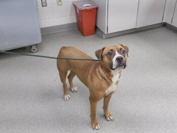 ANNA -  Boxer and Mixed Breed Dog for Adoption in Omaha, Nebraska - ANNA | PetCurious