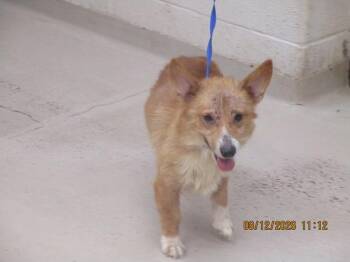 (408) -  Cardigan Welsh Corgi Dog for Adoption in Marietta, Georgia - (408) | PetCurious