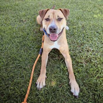 Catalina -  Pit Bull Terrier and Mixed Breed Dog for Adoption in Los Angeles, California - Catalina | PetCurious