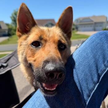 Lorelei -  Mixed Breed Dog for Adoption in Buffalo, Minnesota - Lorelei | PetCurious