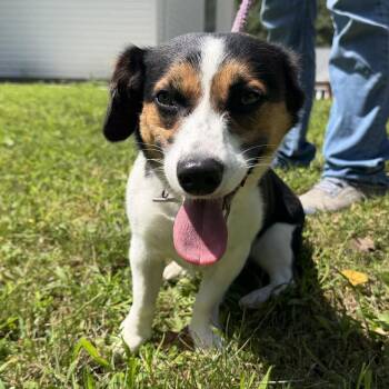 Stella -  Corgi and Jack Russell Terrier Dog for Adoption in Latrobe, Pennsylvania - Stella | PetCurious
