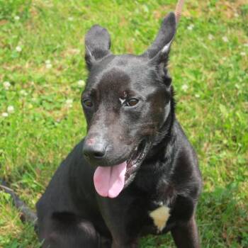 Rescue Shepherd Dogs for Adoption in Indiana, Pennsylvania - Shadow | PetCurious