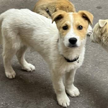 Cattle Dog Dogs Available for Adoption - Lupine | PetCurious