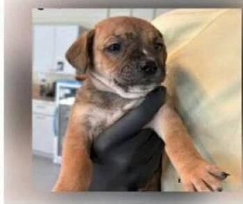 Mountain Cur Dogs Available for Adoption in Newport, Kentucky - Kingston | PetCurious