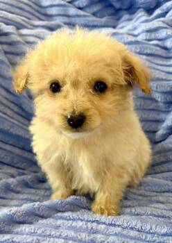 Rescue Miniature Poodle Dogs for Adoption in New Baltimore, Michigan - Cody | PetCurious