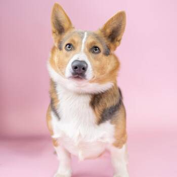 Asiago -  Cardigan Welsh Corgi Dog for Adoption in Portland, Oregon - Asiago | PetCurious