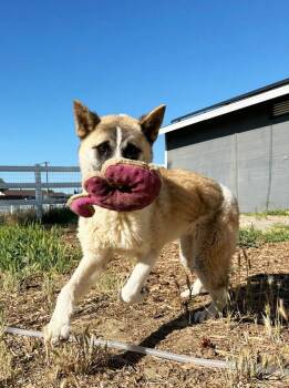 Buttercup -  Akita Dog for Adoption in Romoland, California - Buttercup | PetCurious
