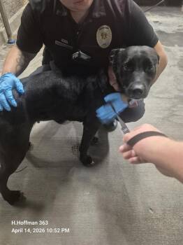 Labrador Retriever Dogs Available for Adoption in San Antonio, Texas - BELLA | PetCurious