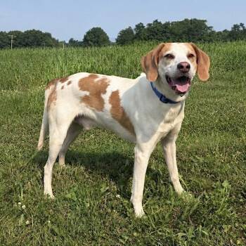 Winston -READ DESCRIPTION- -  Treeing Walker Coonhound Dog for Adoption in Kearneysville, West Virginia - Winston -READ DESCRIPTION- | PetCurious