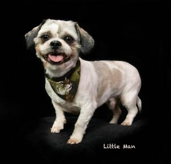 Little Man -  Shih Tzu Dog for Adoption in Hot Springs Village, Arkansas - Little Man | PetCurious
