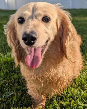 Anna in SC -  Dachshund Dog for Adoption in Shelbyville, Tennessee - Anna In SC | PetCurious
