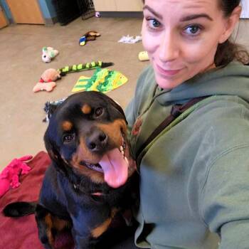 Rottweiler Dogs Available for Adoption - Ace | PetCurious