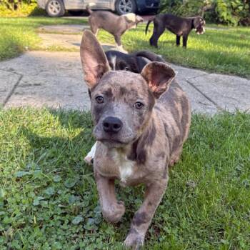 Squeaker -  Catahoula Leopard Dog and Mixed Breed Dog for Adoption in Ferndale, Michigan - Squeaker | PetCurious