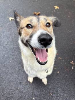 Rescue Mixed Breed Dogs for Adoption in Chicago, Illinois - Fawn | PetCurious