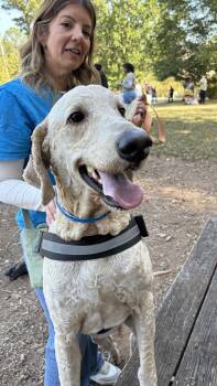 Rescue Poodle Dogs for Adoption in Marietta, Georgia - Carlo | PetCurious