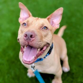 Rescue Mixed Breed Dogs for Adoption in Savannah, Georgia - Cinnabunz | PetCurious