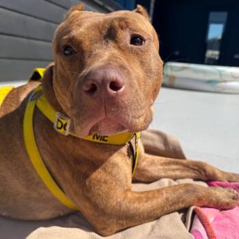 Mixed Breed Dogs Available for Adoption - Coco Loco | PetCurious