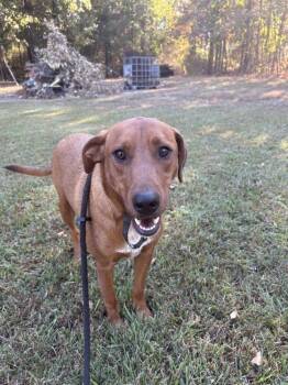 Scooter -  Mixed Breed Dog for Adoption in Boston, Massachusetts - Scooter | PetCurious