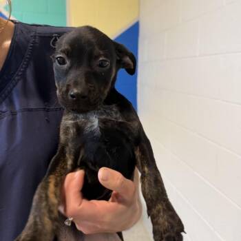 Lee -  Mixed Breed Dog for Adoption in Englewood, Florida - Lee | PetCurious