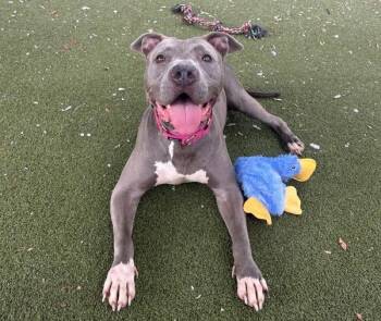 Beauty -  Mixed Breed and Pit Bull Terrier Dog for Adoption in Austin, Texas - Beauty | PetCurious