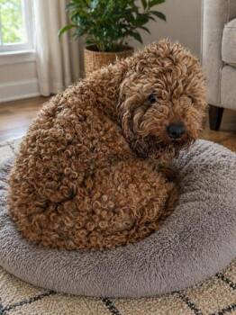 Poodle Dogs Available for Adoption in Malvern, Pennsylvania - Nugget | PetCurious