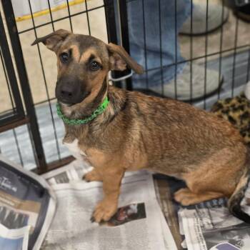 Mint MW -  Retriever and Dachshund Dog for Adoption in Austin, Texas - Mint MW | PetCurious