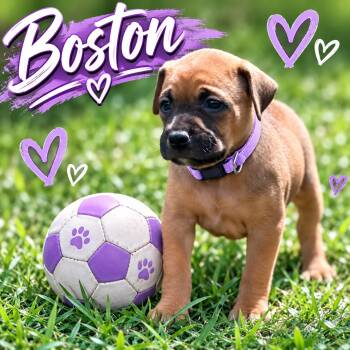Boston -  Pit Bull Terrier Dog for Adoption in Mansfield, Texas - Boston | PetCurious