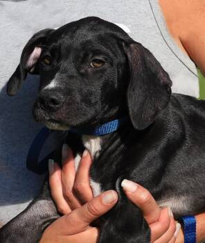 Rescue Black Mouth Cur Dogs for Adoption in North Fort Myers, Florida - Domino | PetCurious