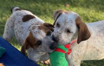 Rescue Australian Cattle Dog Blue Heeler Dogs for Adoption in Fort Worth, Texas - June | PetCurious
