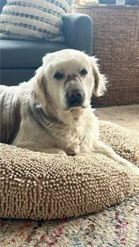 Retriever and Great Pyrenees Dogs Available for Adoption in Syracuse, Indiana - Ivory | PetCurious