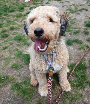 Poodle and Mixed Breed Dogs Available for Adoption in Barnstable, Massachusetts - SIMBA | PetCurious