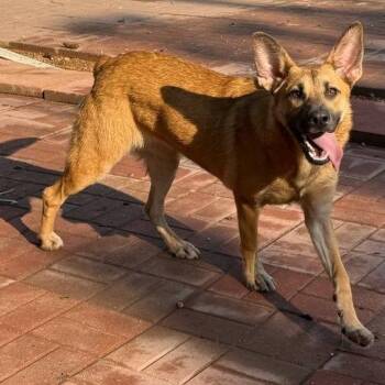 Shepherd Dogs Available for Adoption in Spring, Texas - Claudia | PetCurious